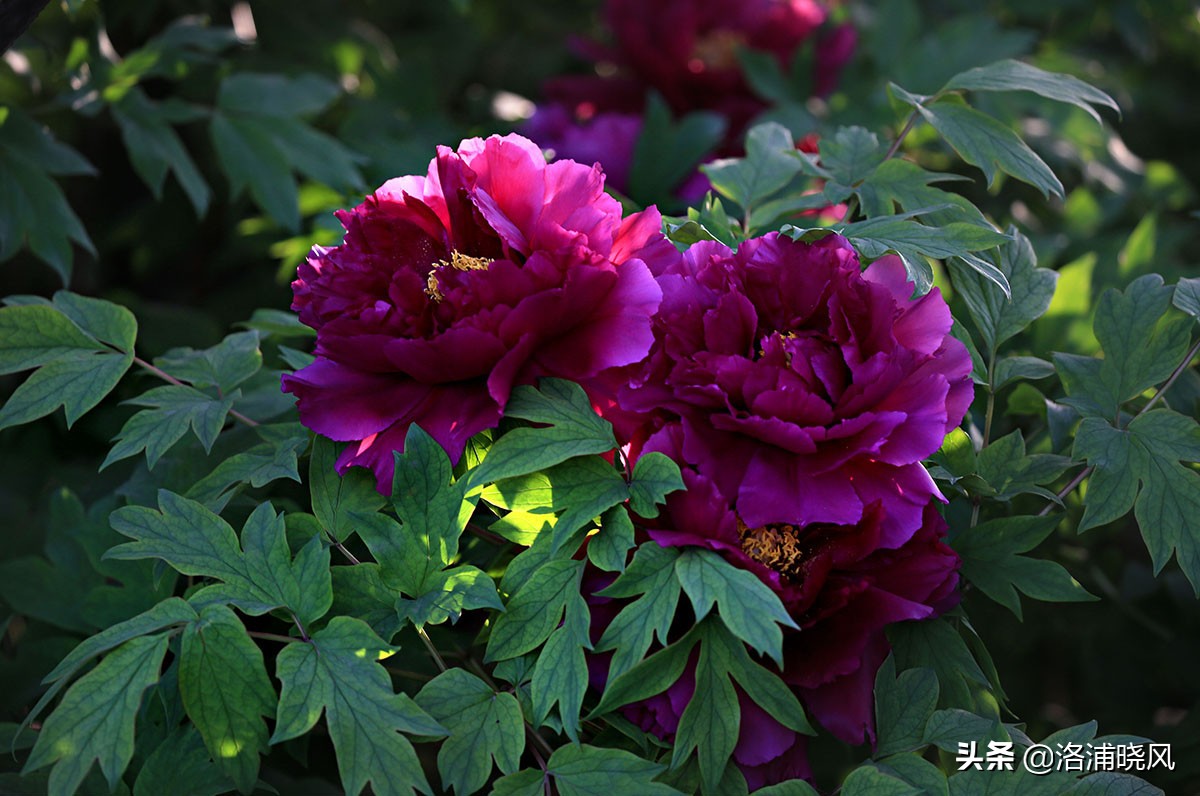 「图集」公园中那些常见的牡丹花都叫什么名字?