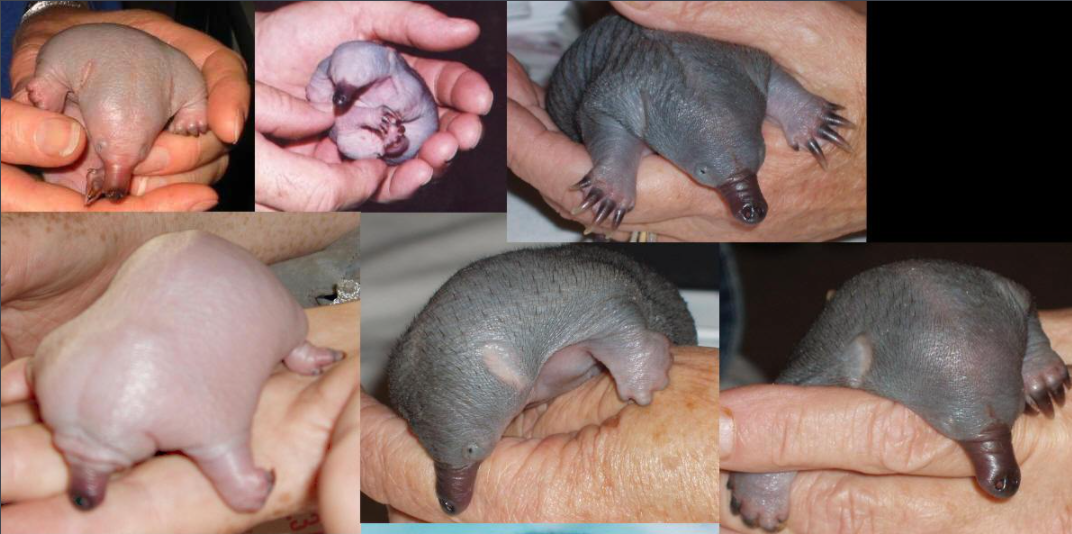 针鼹和鸭嘴兽都属于远古进化未完全的低等哺乳动物.