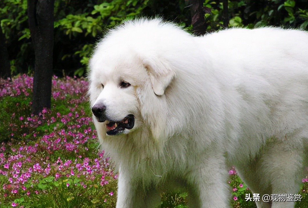 白色毛发的狗干净又可爱，都有哪些白毛狗品种