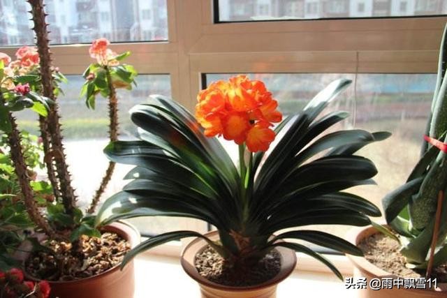 君子兰开花夹箭的解决方法与预防措施