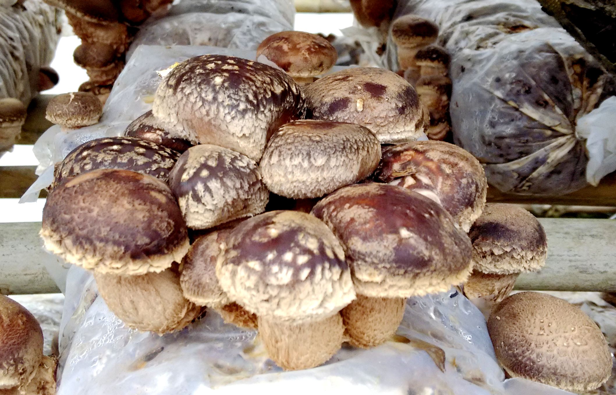 袋栽香菇菌棒被杂菌污染最让菇农头疼,如何避雷,中招了又咋处理