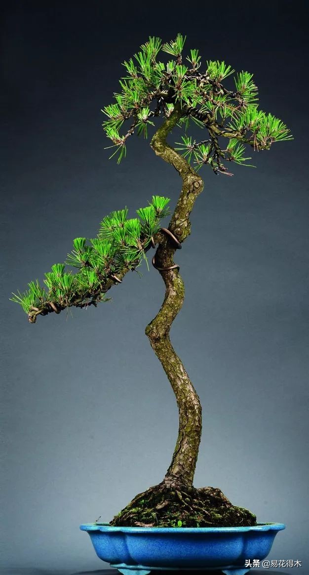 黑松盆景的鉴赏以及制作造型的7点注意事项
