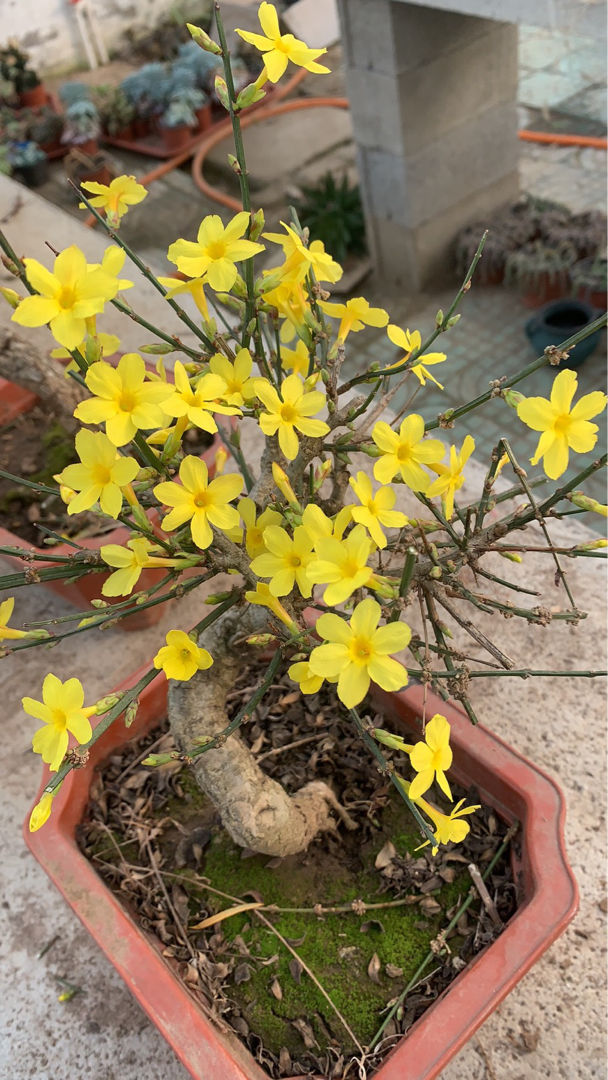 春天开的花有哪些(春天常见的花，看完你就都认识，认花再也不求人)