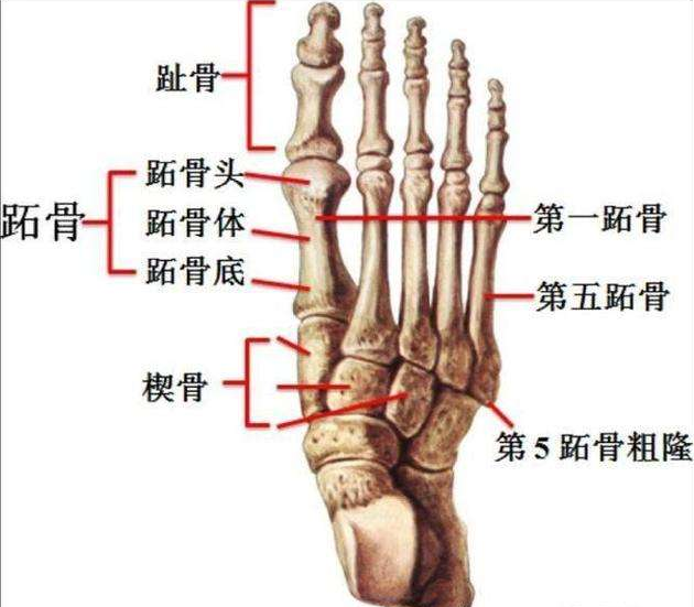 nba哪些球星脚踝韧带断过(内马尔脚踝韧带断裂！重伤部位细思极恐 2年3次都伤在这)