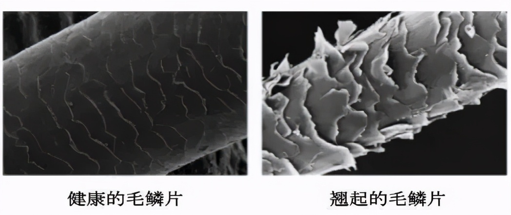 硅油洗发水和无硅油哪个好（扒一扒洗发水中硅油的真相）