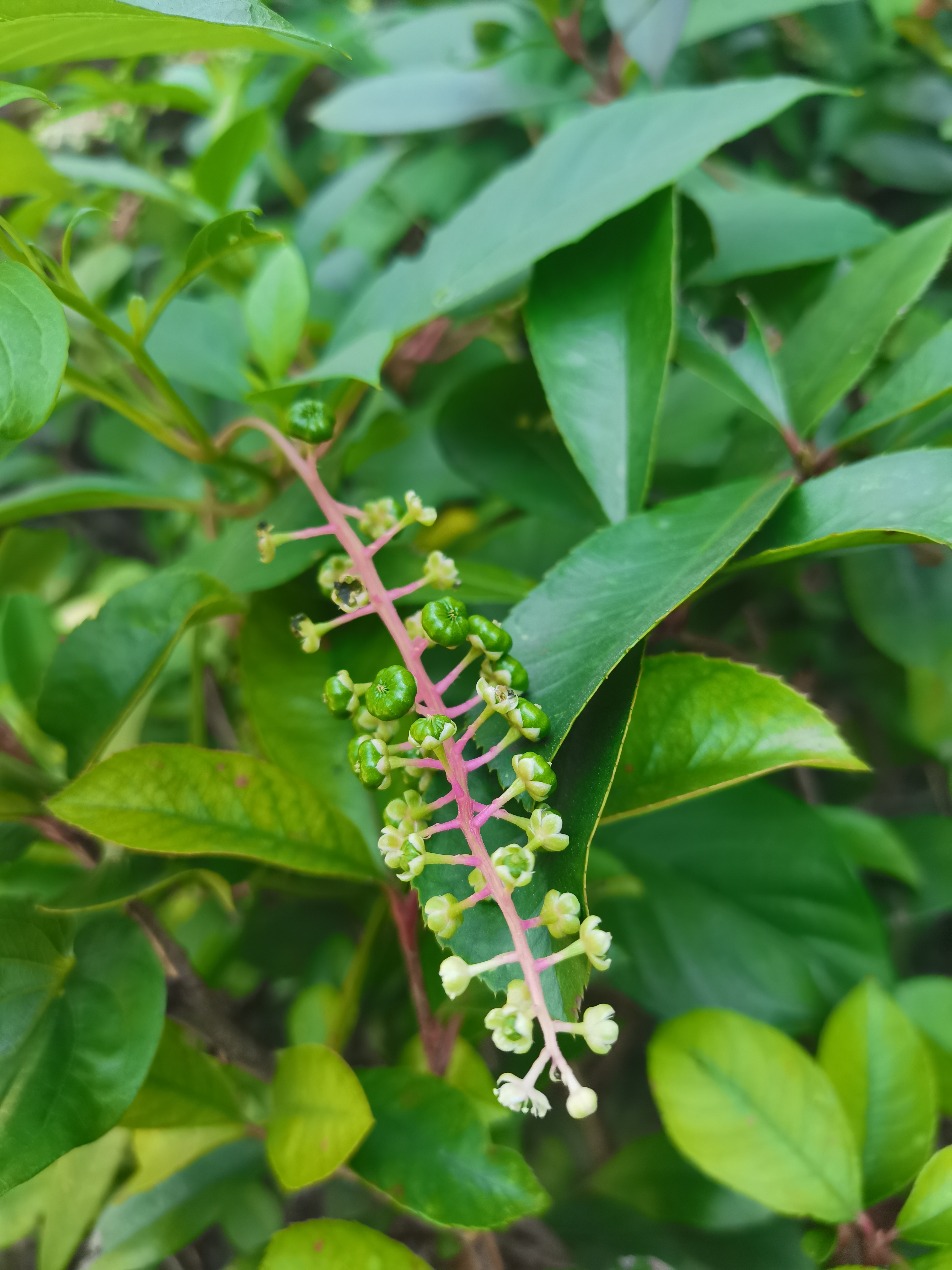 「七绝·商陆」(平水韵)