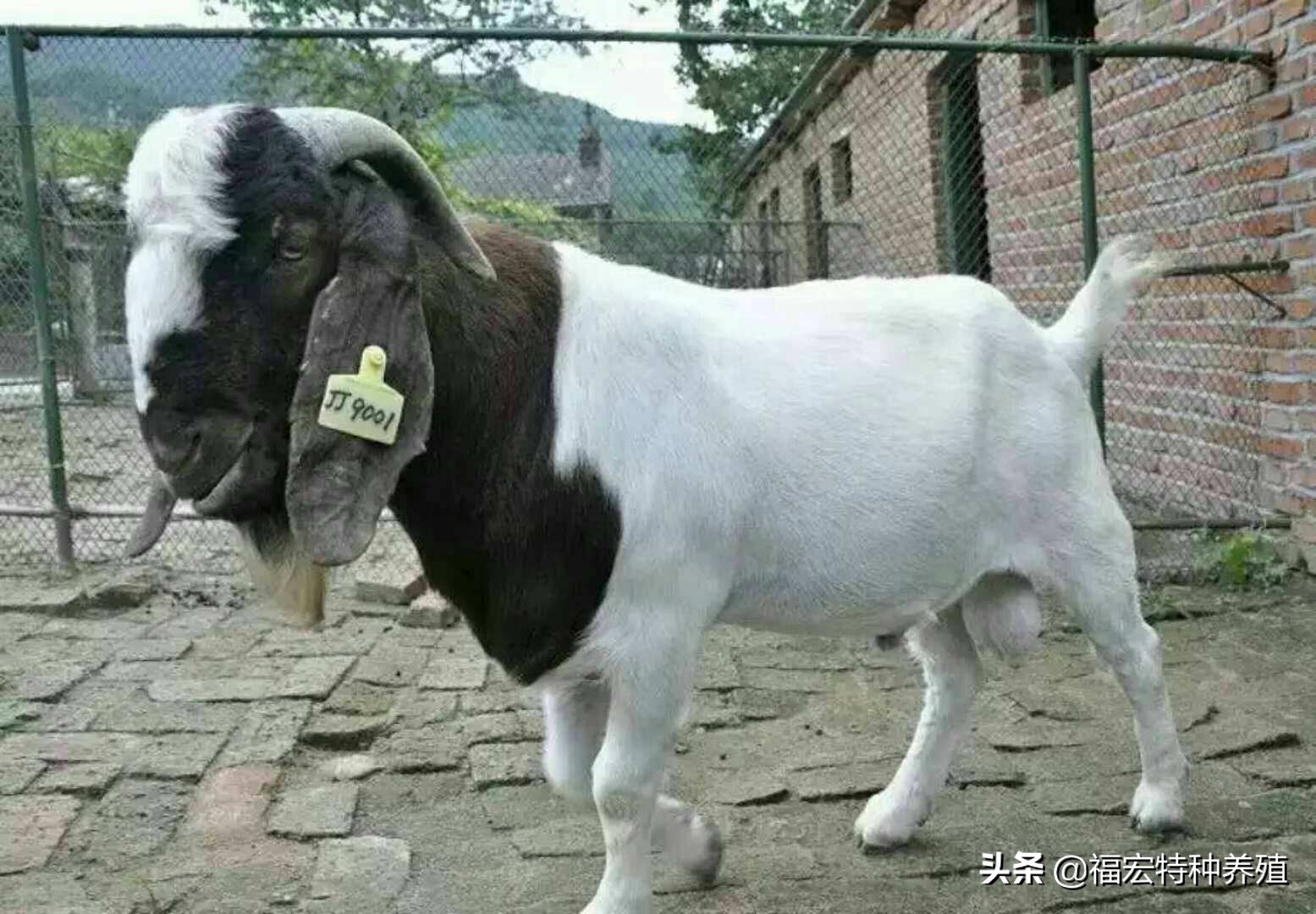 努比亚黑山羊能否与波尔山羊杂交改良,山羊正常范围一胎能产几羔