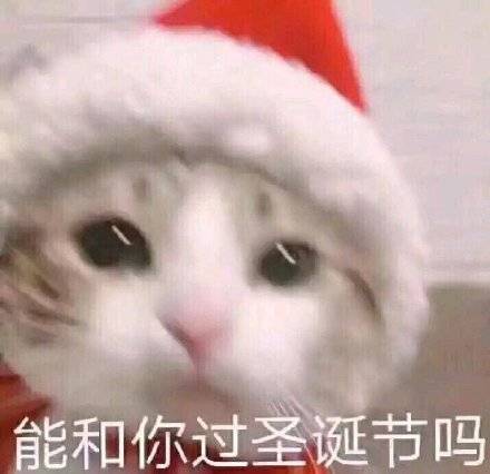圣诞节表情包猫咪版：今夜我就是你的圣诞礼物，喜欢吗