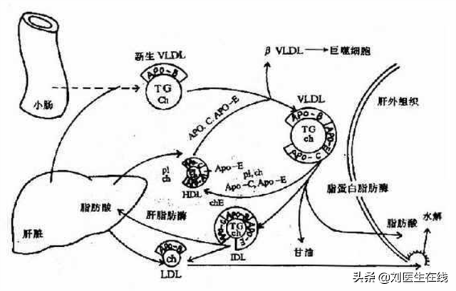 低密度脂蛋白，为什么会高？医生总结：4点主要原因