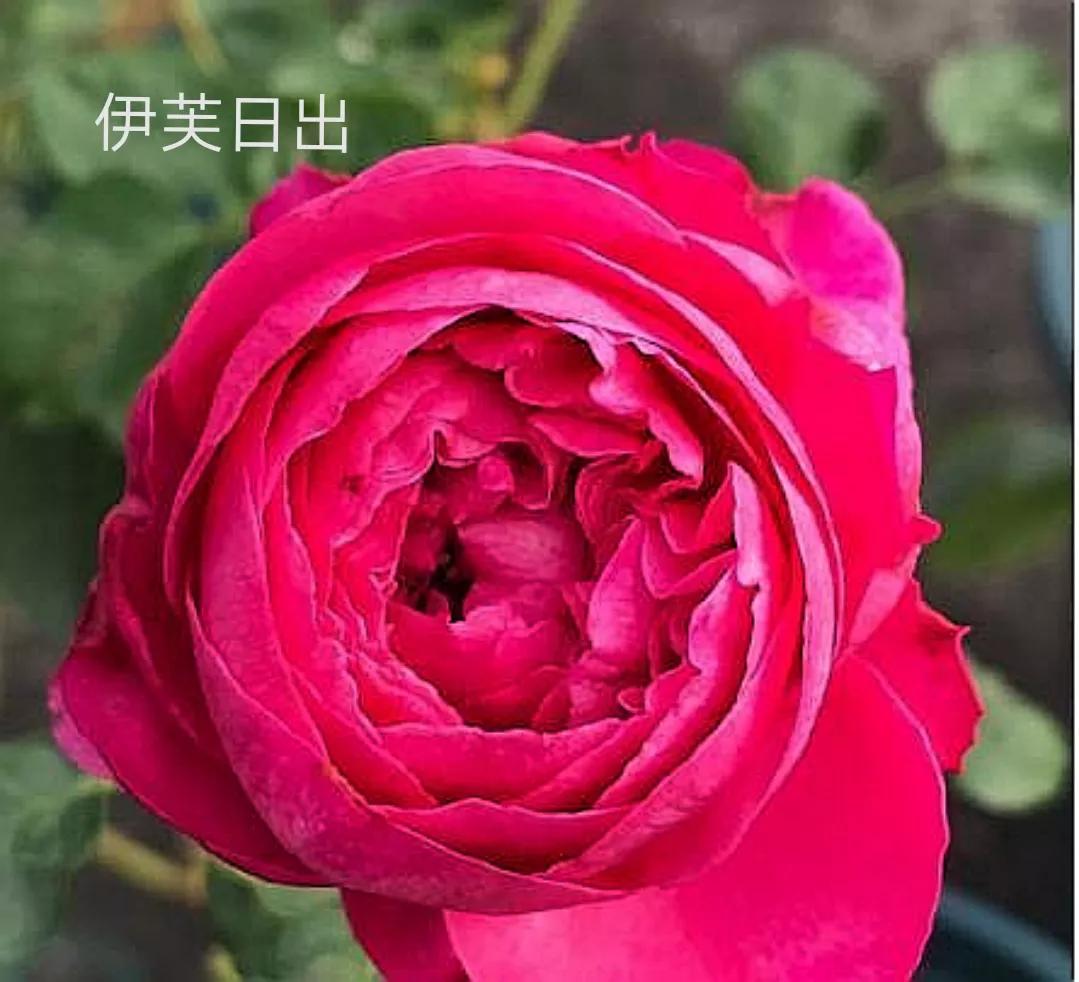 艾莎月季优缺点月季（常见切花月季详细介绍）