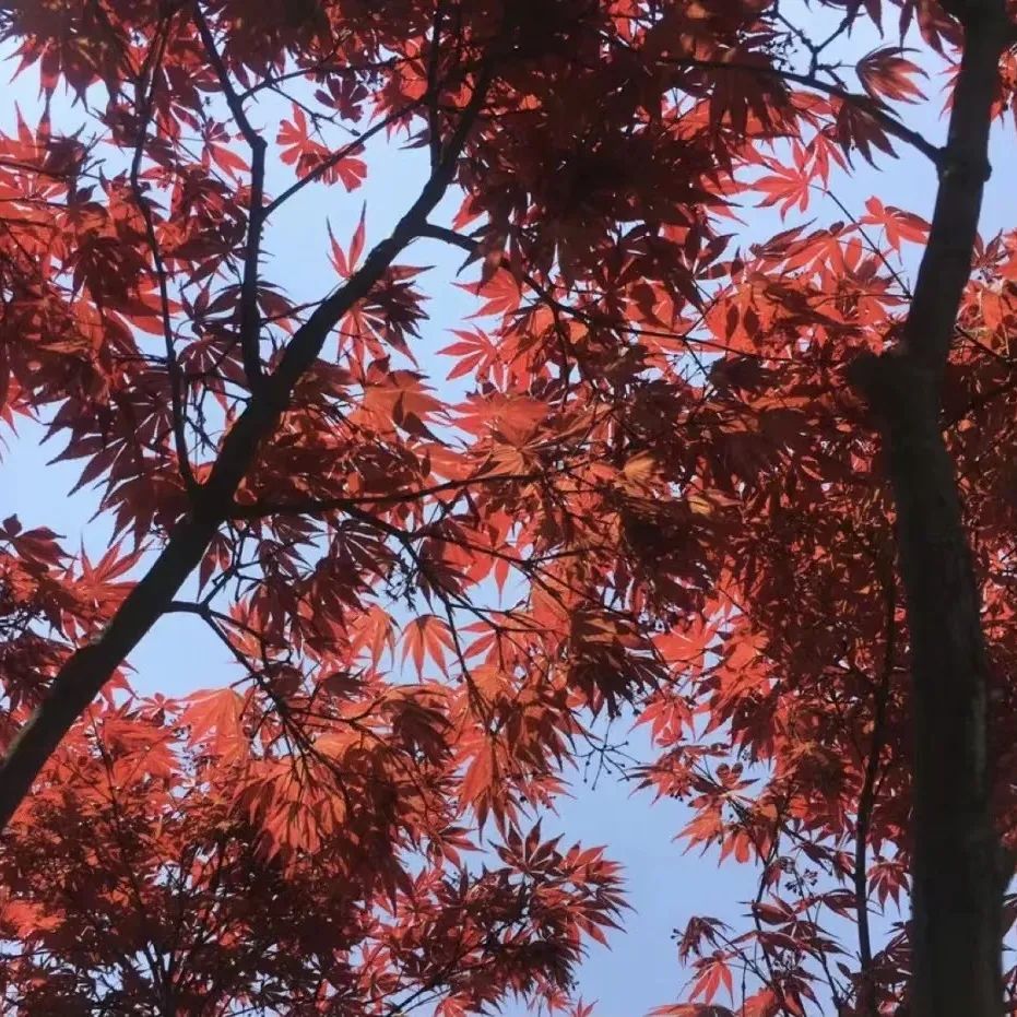 红了！长沙枫叶进入最佳观赏期，最全赏枫攻略了解一下