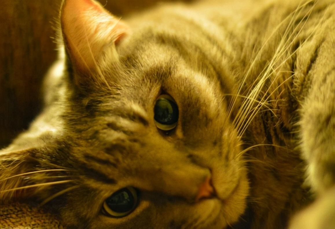 猫咪有这几个表现，说明它“怀孕”了，主人别傻傻不知道