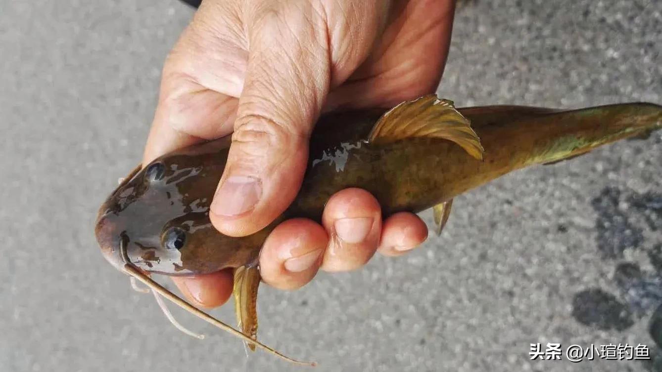 江西吉安的野河中发现罕见的牛尾巴鱼,为何极少有人钓到它?