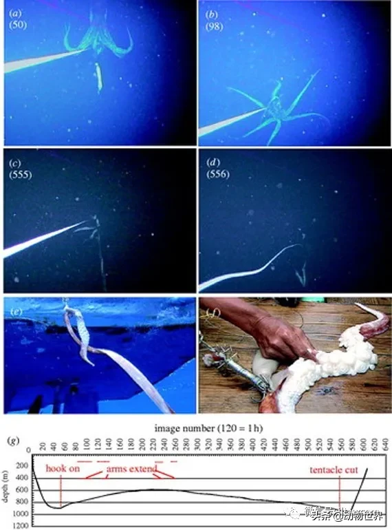 巨型乌贼长什么样（海洋中的巨型头足类生物）