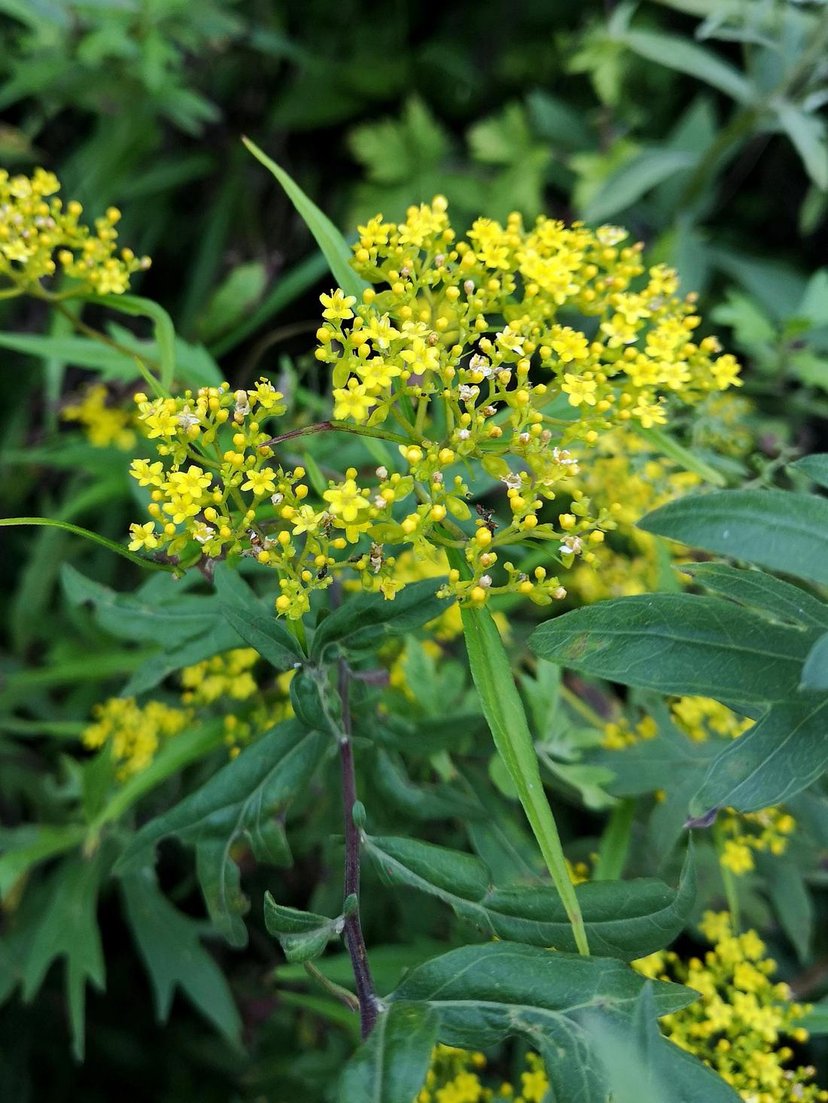 败酱是一个正式中名,中药名叫败酱草;它的别名在《植物名实图考》中