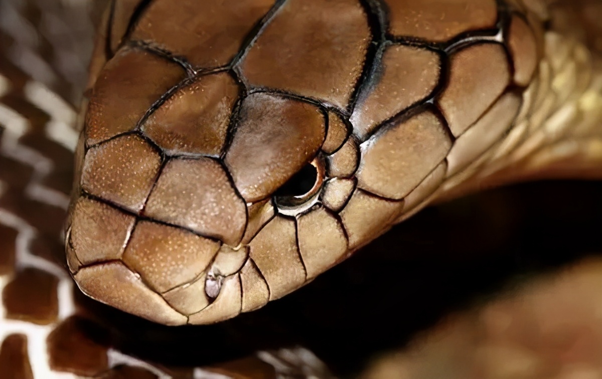 过山风蛇 图片(四川3米长眼镜王蛇进家偷鸡) - 赤虎壹号