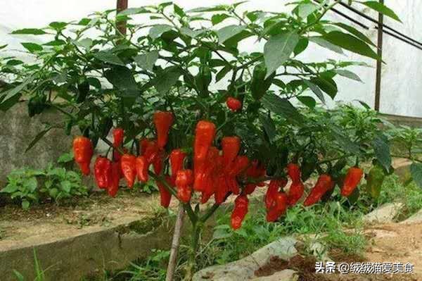 好辣啊，我喜欢！中国十大辣椒你知道吗？敢吃你就来