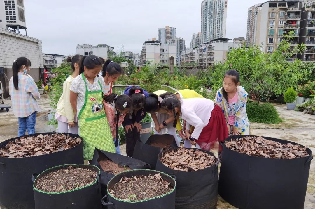 海妈花园访问｜想种花没地方？重庆小学老师在学校楼顶造了座花园