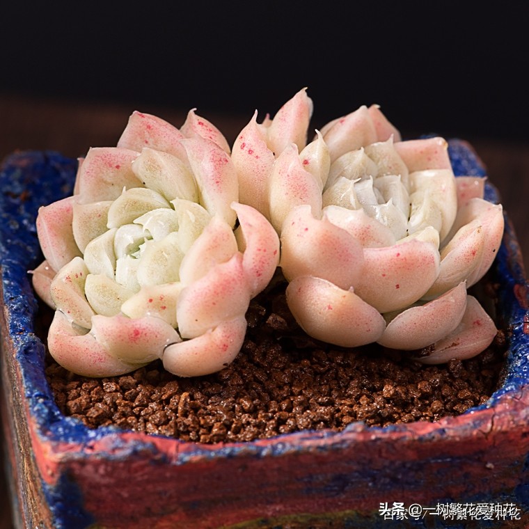 跌落神坛的20种多肉，当年贵到下不了手，现在终于可以随便买了