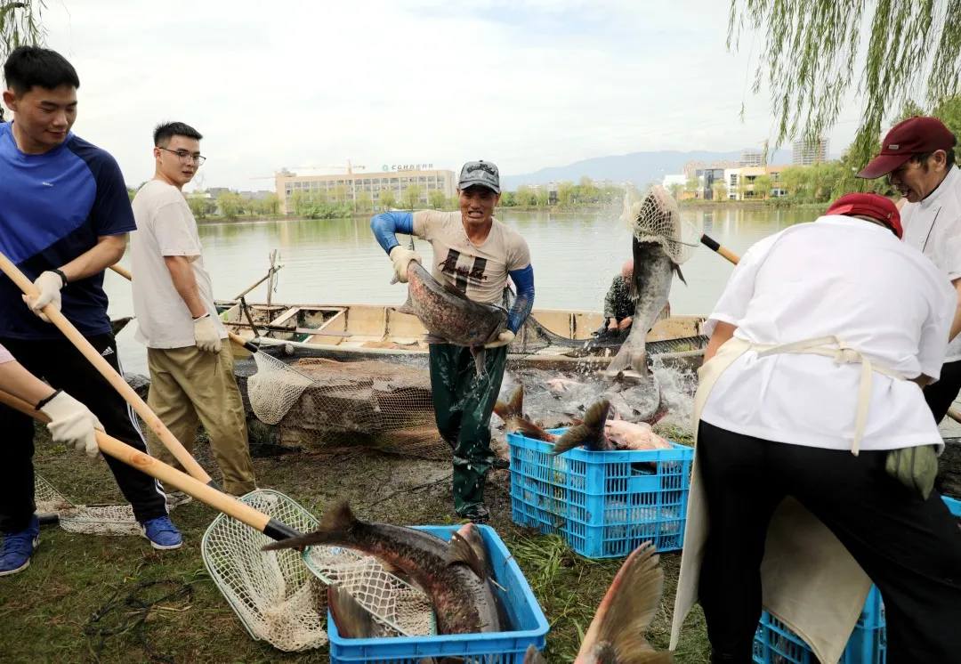 金职喊你免费吃鱼啦