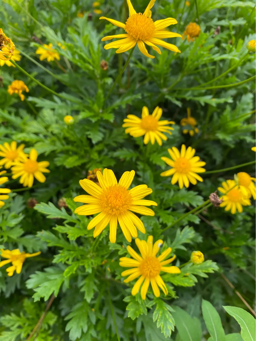 有淡淡苹果香菊花香的黄金菊,除了观赏还有什么作用?