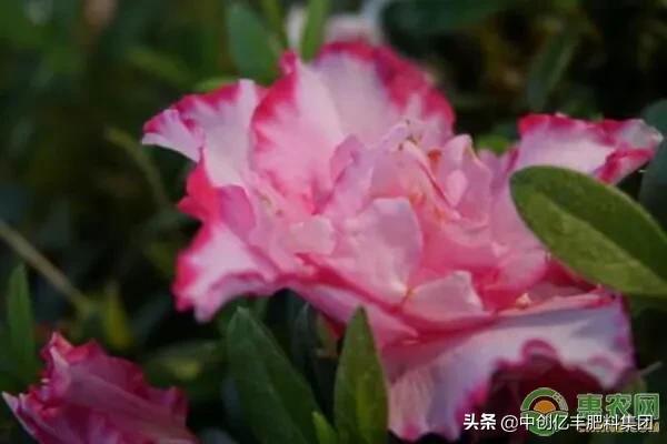 哪种花适合浇硫酸亚铁（详解硫酸亚铁最适合的5种花）