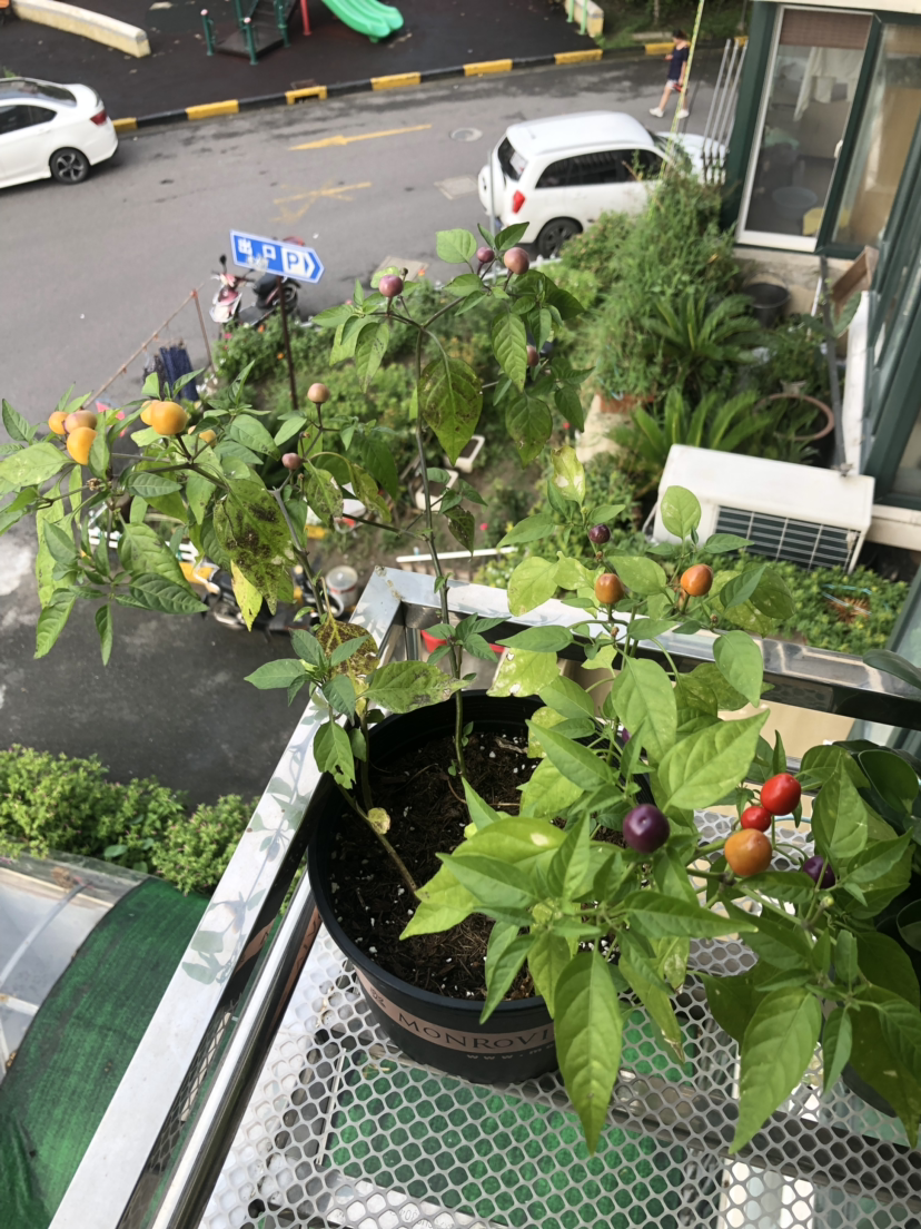 七彩椒的种植方法和时间（家里养盆五彩椒记住4个点）