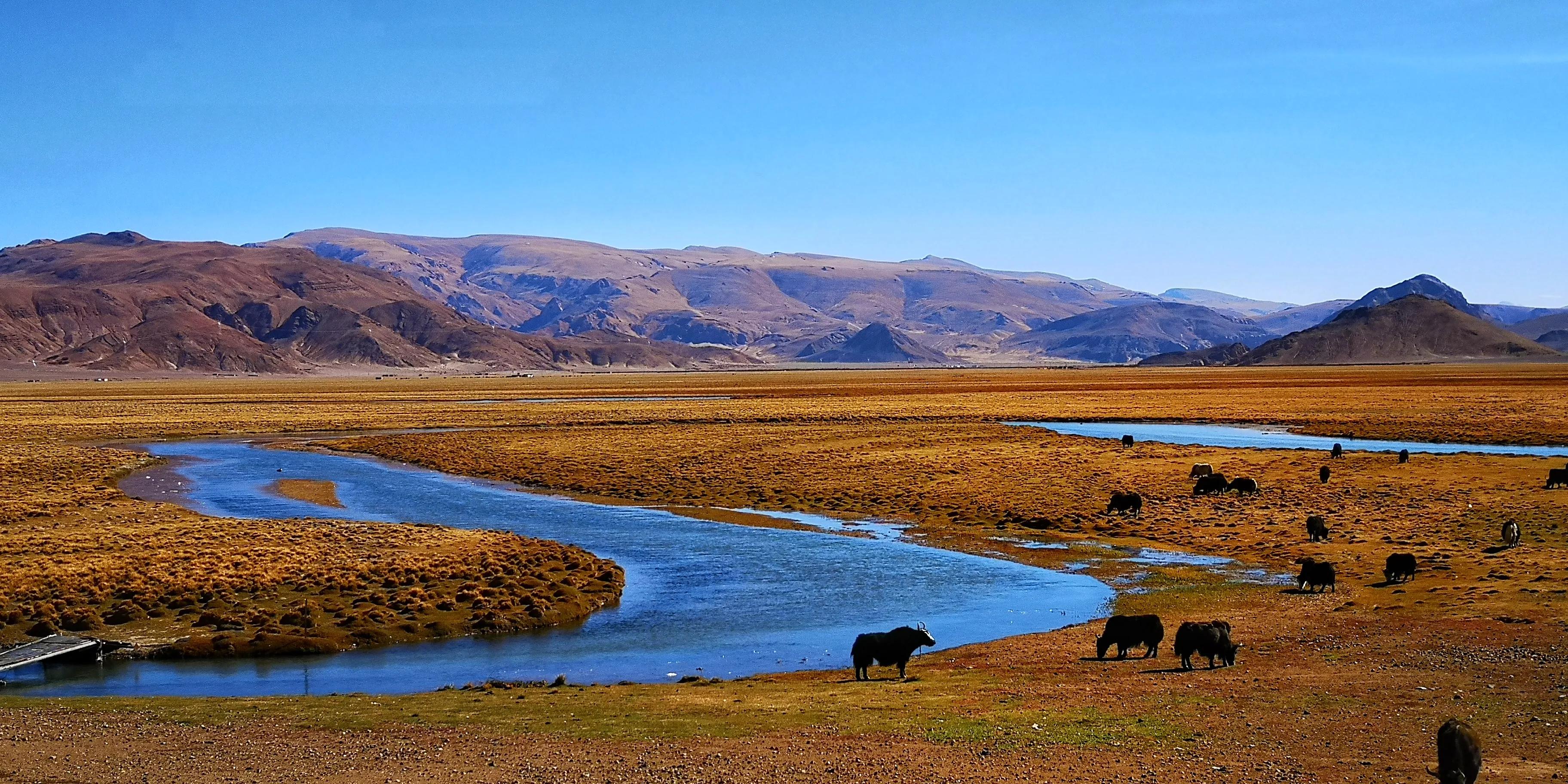 藏北偶遇野生动物