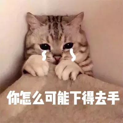 梦到猫,应该如何解梦?