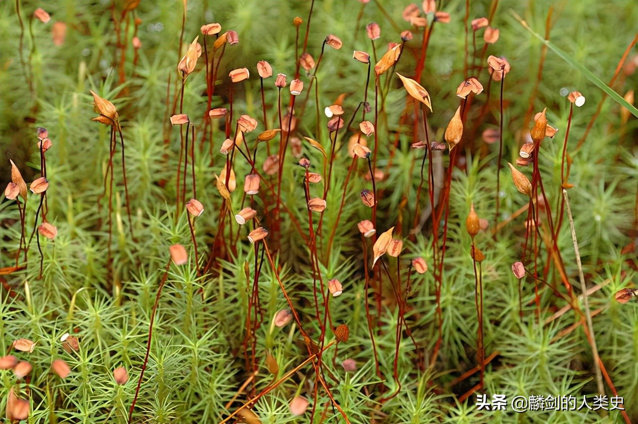 「地球生物全系列——植物篇」植物界—藓类植物门（下）