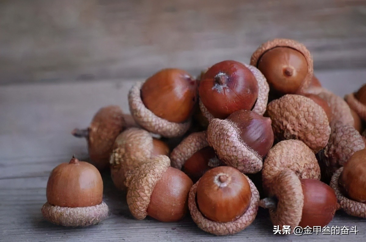 橡子凍,橡子凍是什么