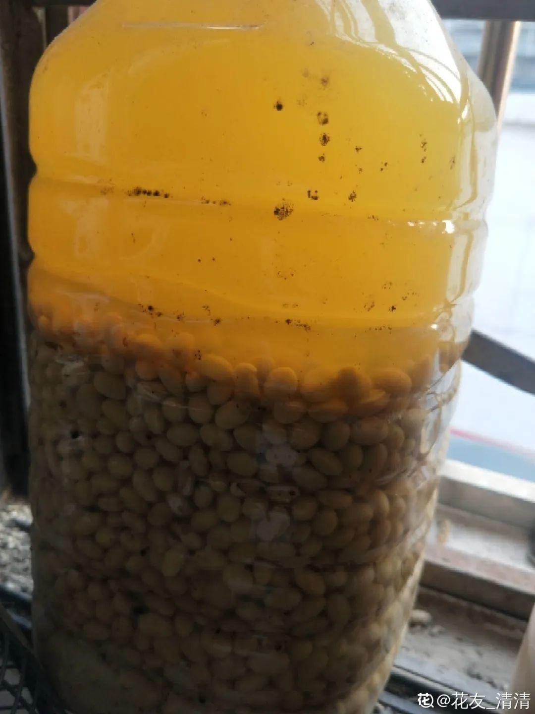 春天正施肥，氮磷钾肥别买了，自己在家就能做