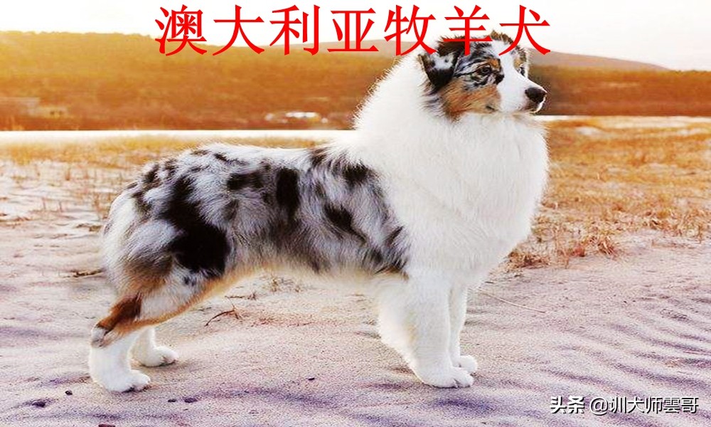 牧羊犬种类（图文讲解10种最常见的牧羊犬类型）