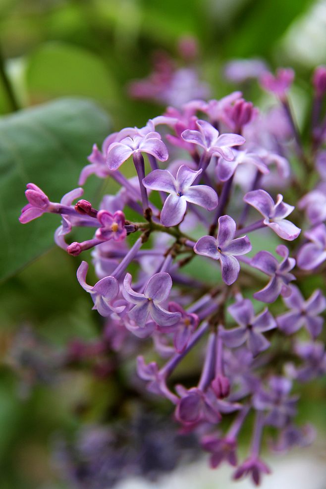 紫色花有哪些（2７种不同品类紫色鲜花大盘点）