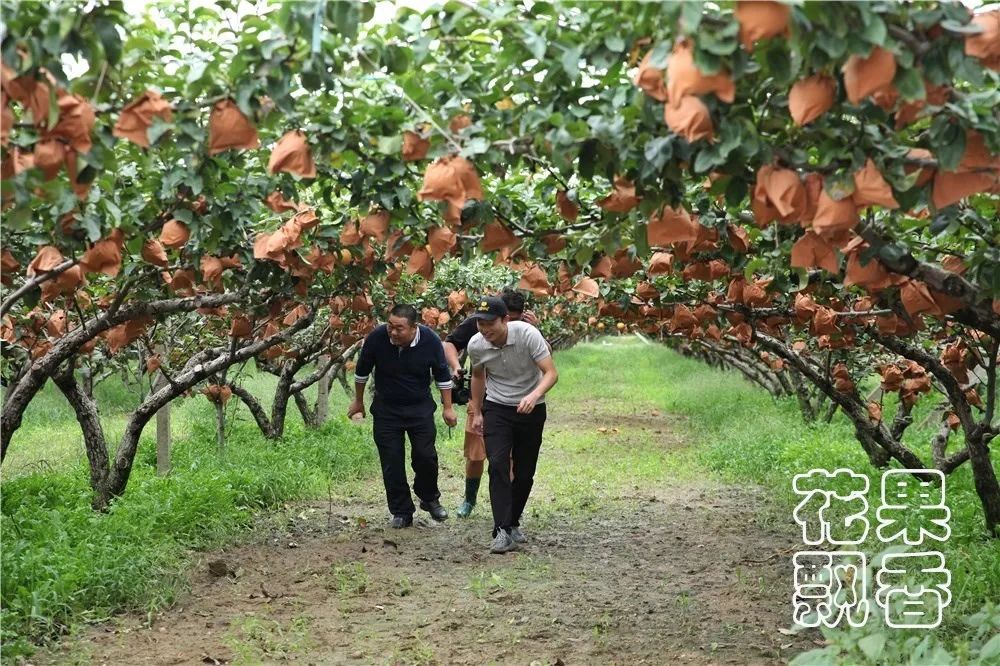 品质越种越差，价格越卖越低，国内水果行业的怪圈怎么破？