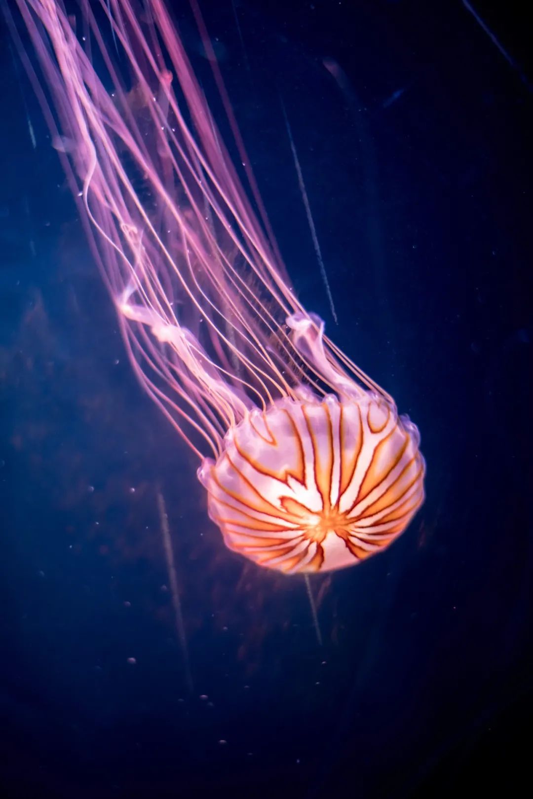 国庆来青岛海底世界,看神奇"彩虹生物"主题展!给你点颜色瞧瞧!