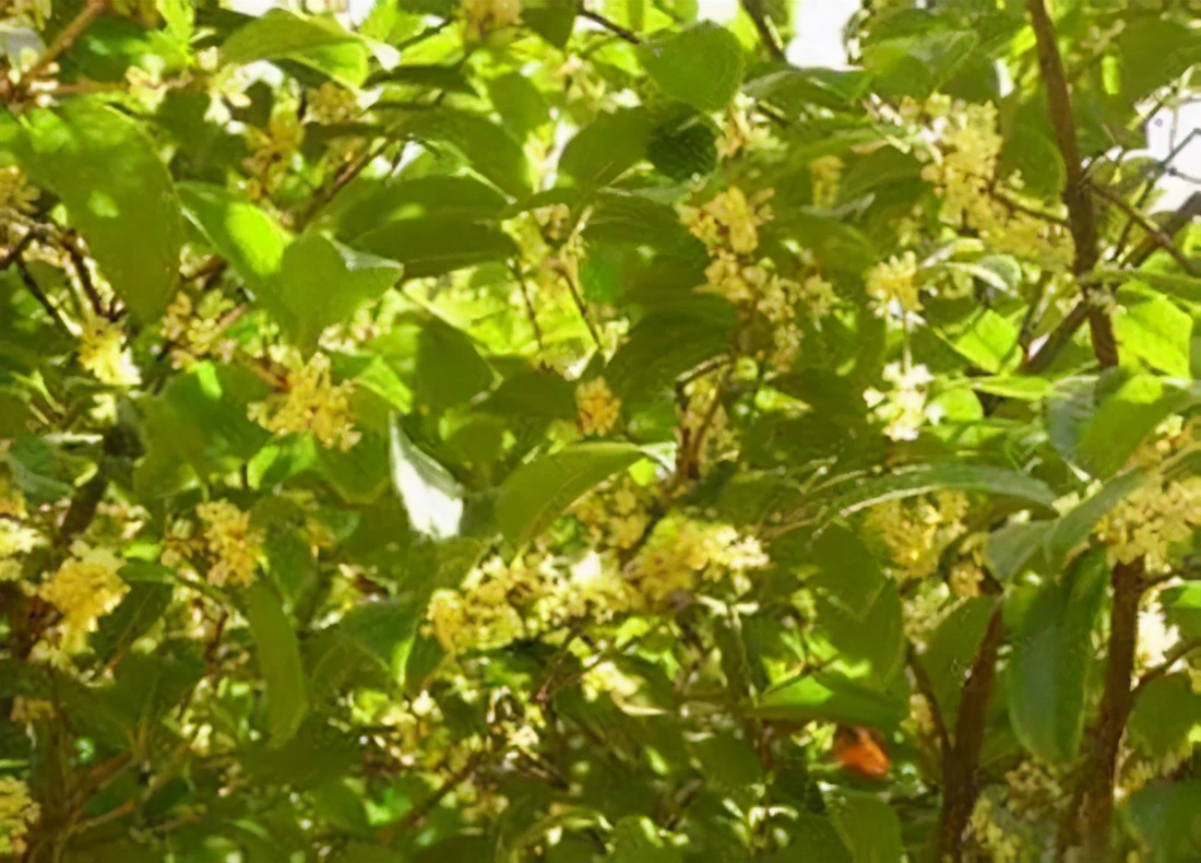 桂花树品种(桂花竟然有45个品种，涨知识了)