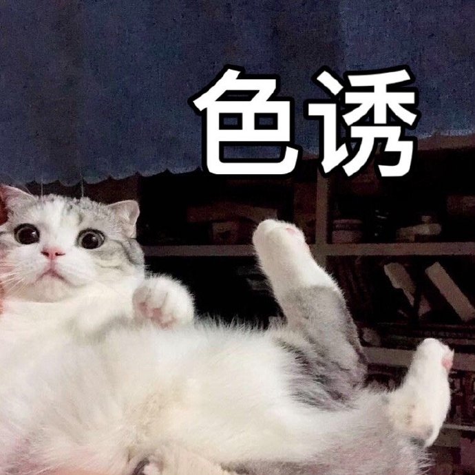 猫咪表情包合集｜怎么可以这样