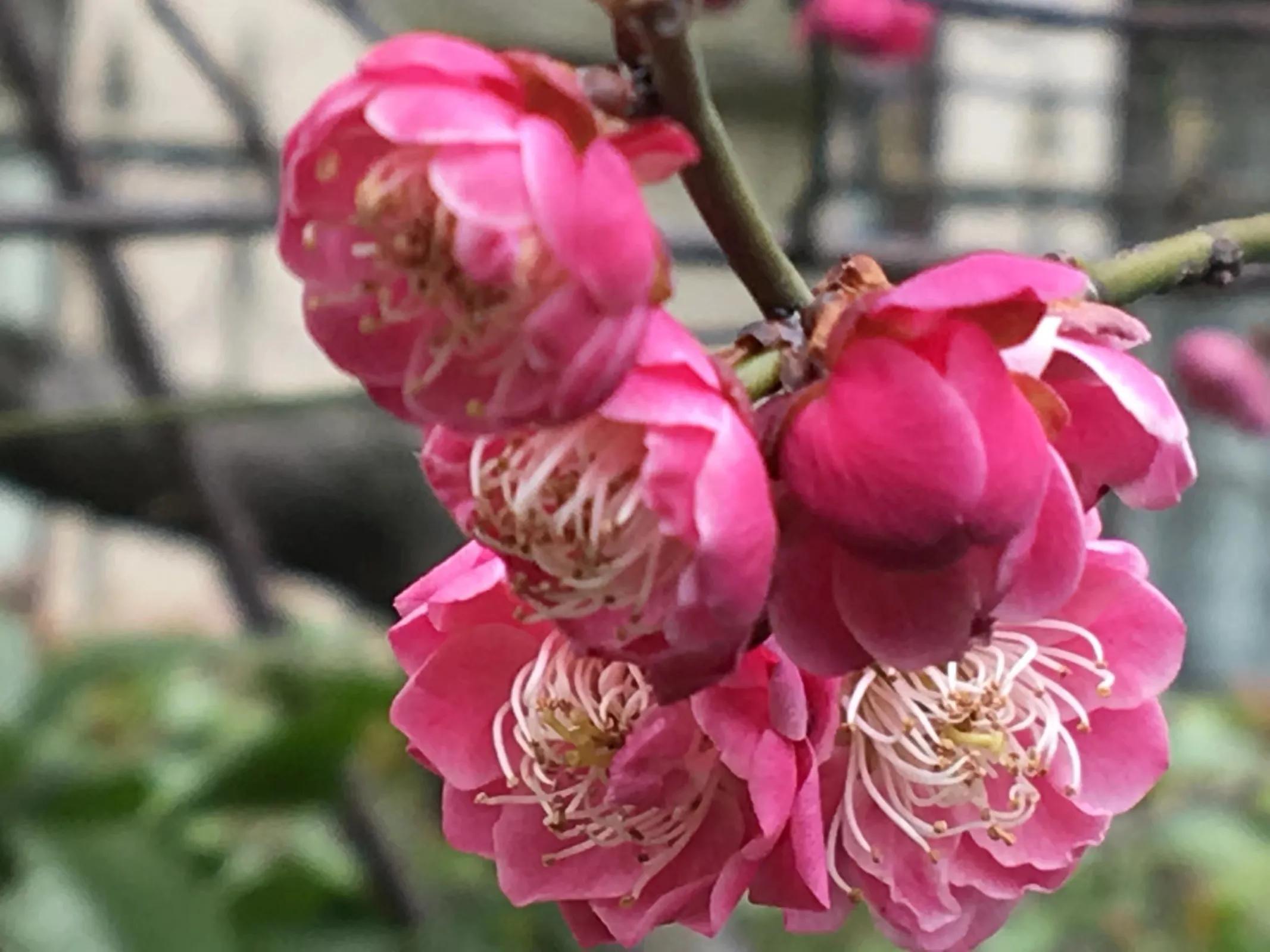 百花烂漫 香远益清