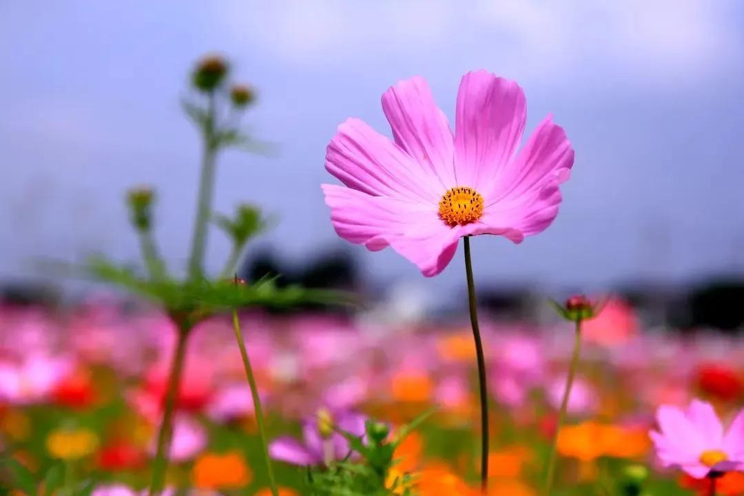 乡村散文：我的父亲