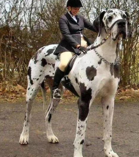 6款巨型狗狗来了,看看有没有你喜欢的