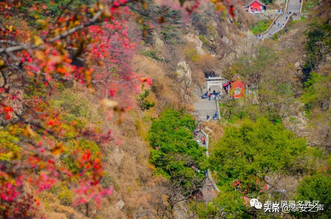 深秋泰山：一年好景君须记，最是橙黄橘绿时