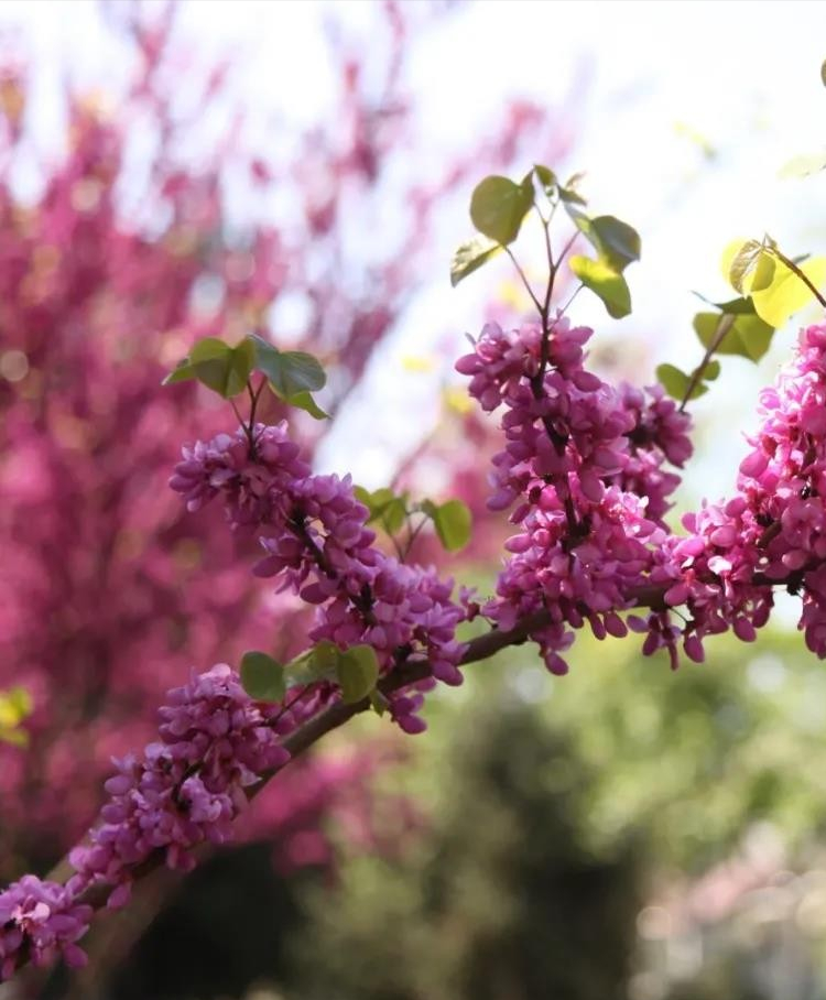 神仙颜值！北京语言大学“最美校花”高清大图来袭，总有一款你喜欢！