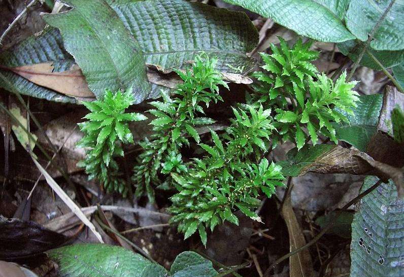 但是往往被我们除去的"杂草",却是一宝,这种苲草可以防治皮肤疾病,也