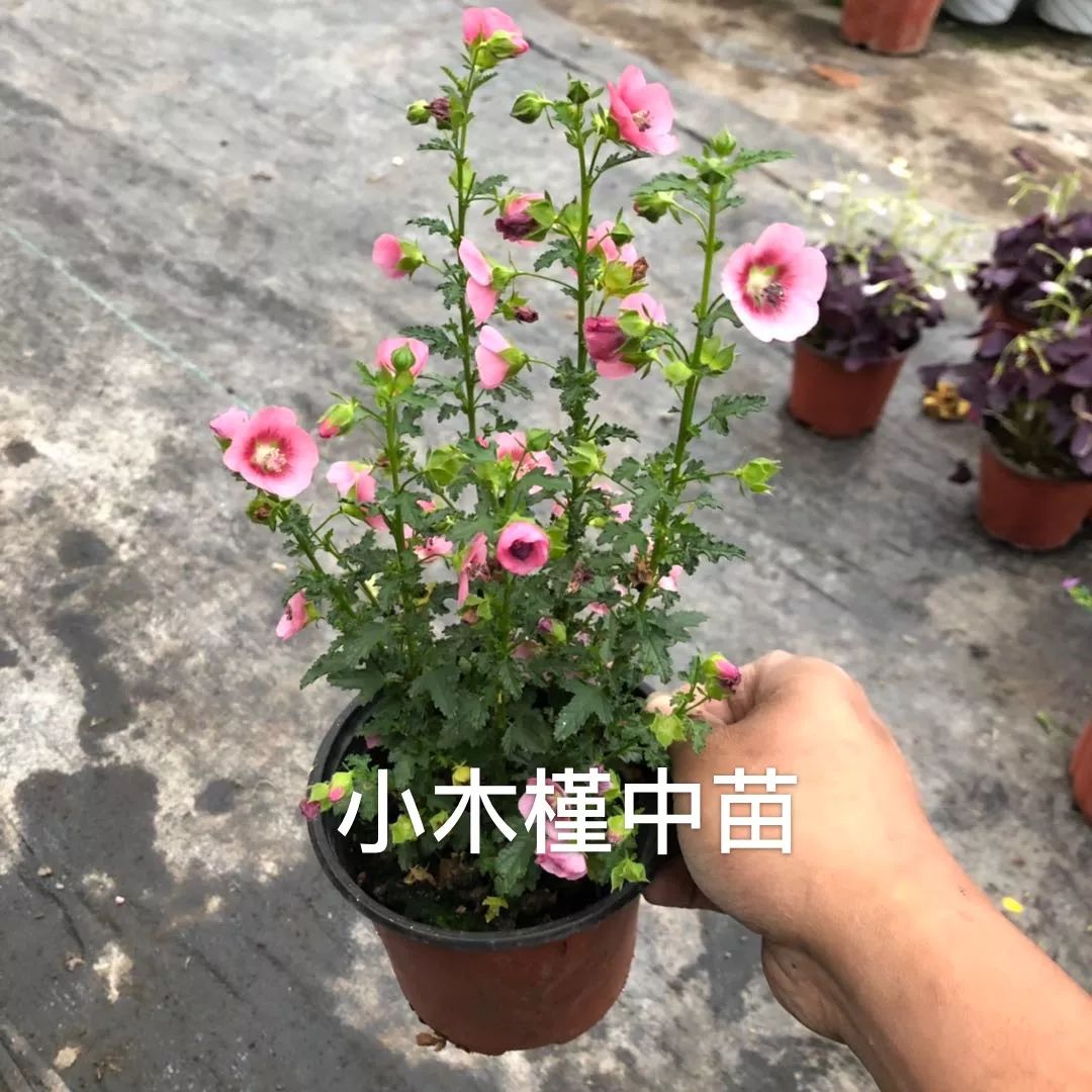 盘点下那些在夏天盛开的植物