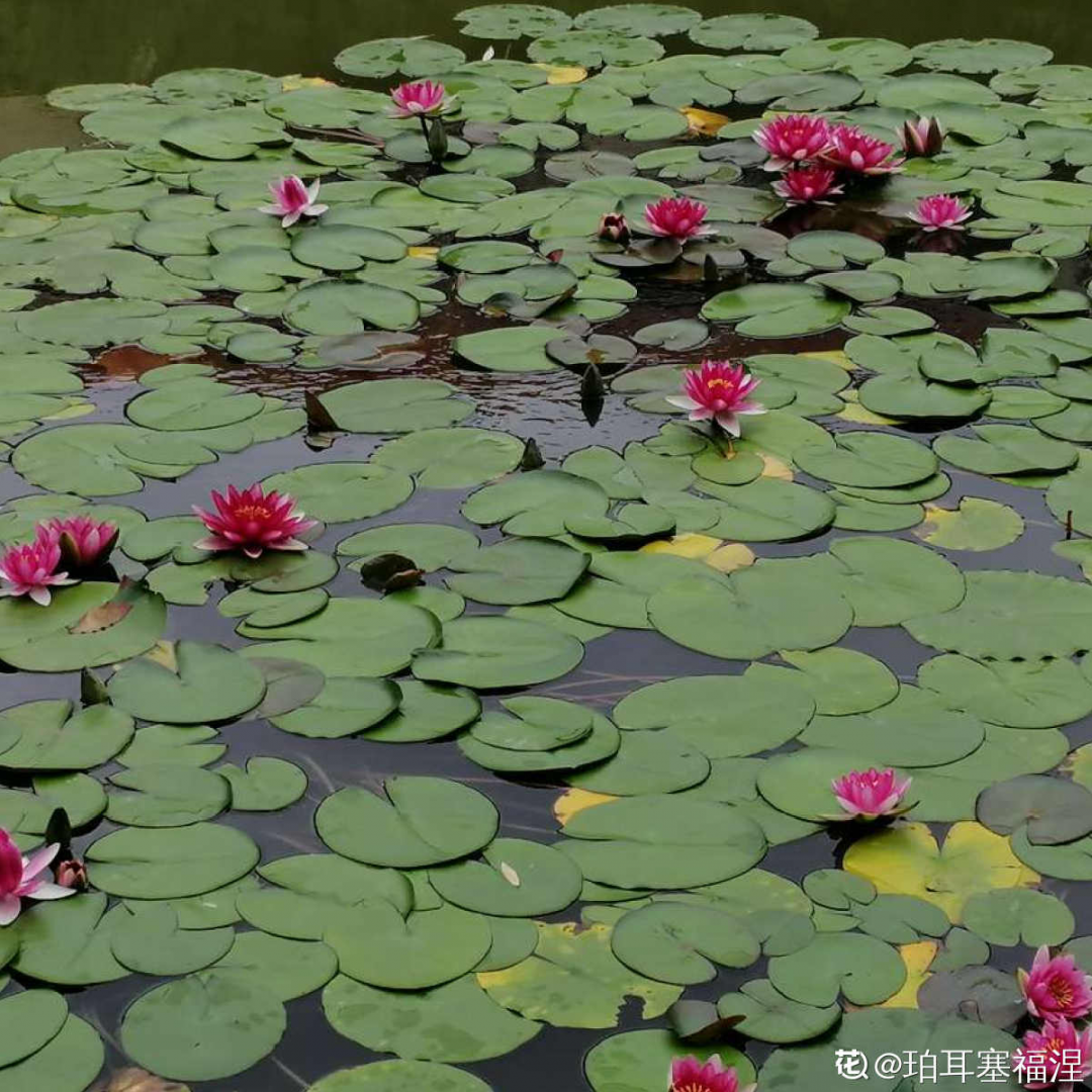 夜来香什么时候开花,夜来香什么时候开花的几点