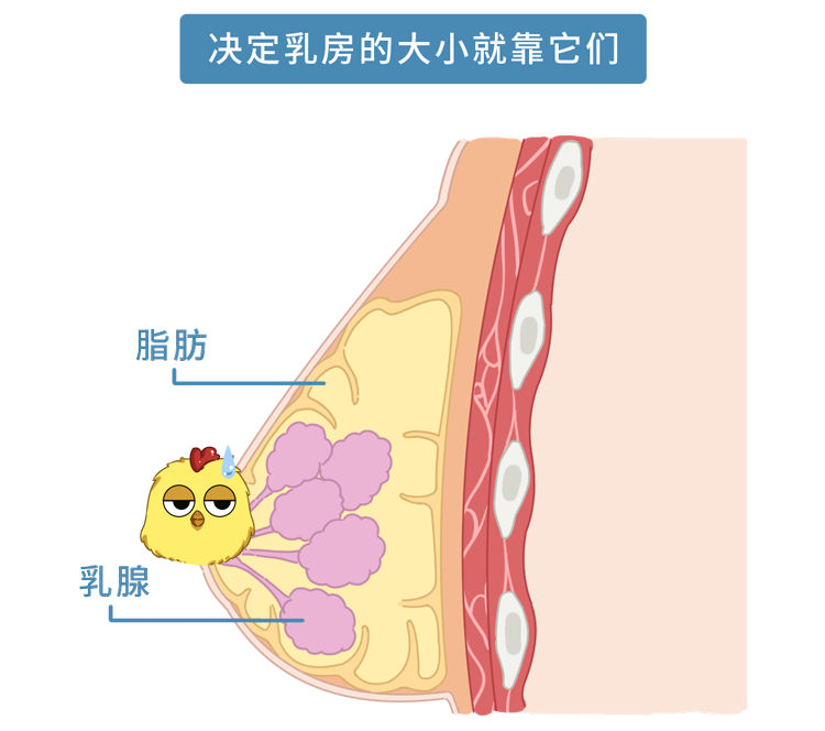 被“巨乳症”折磨的女生，有苦说不出：就像胸前挂着11瓶矿泉水