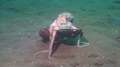 海洋中章鱼有几只触手（头足类生物都有哪些奇妙特征）