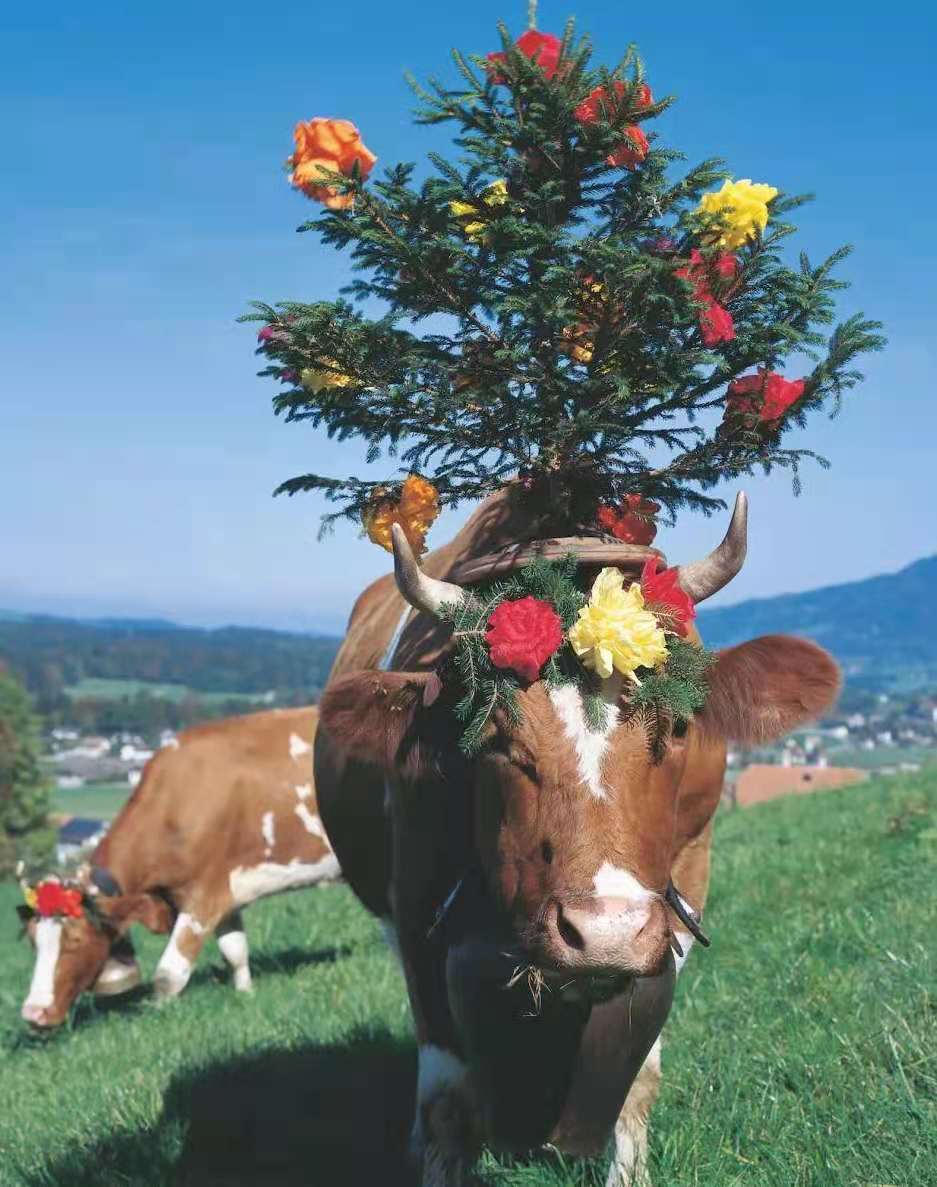 消博會主賓國國家館「瑞士國家館」將亮相首屆消博會
