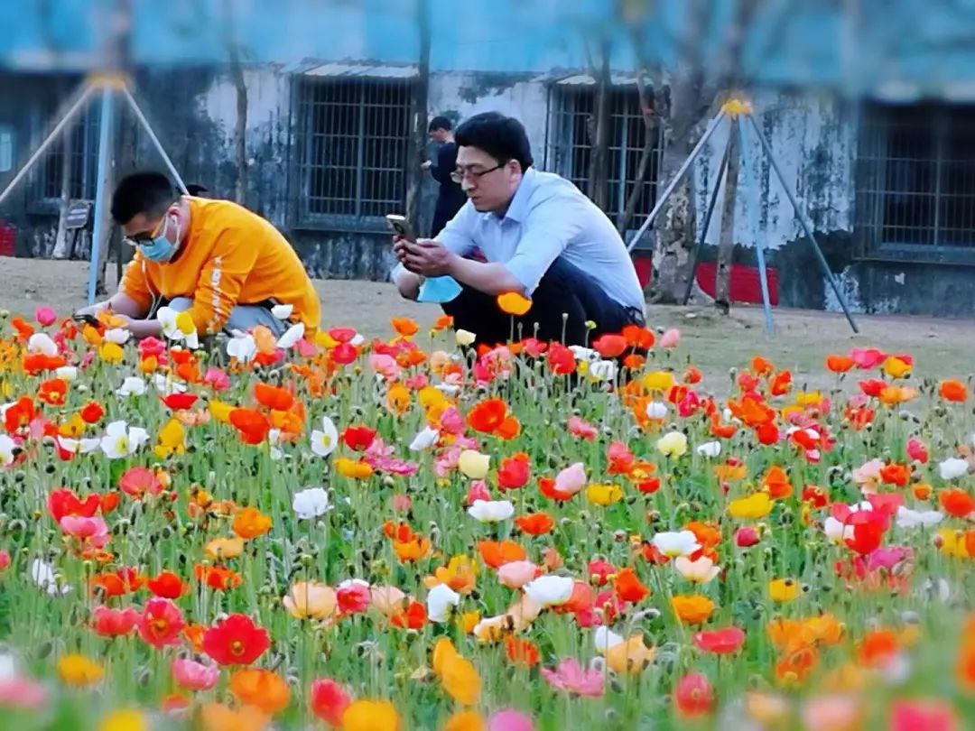 天河｜花城看花丨天河公园，虞美人花开，春摇荡